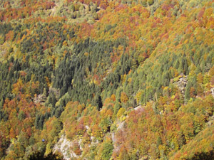 Colori autunnali