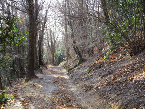 3 itinerario - La stradina nel bosco