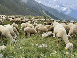 Un gregge di pecore al pascolo