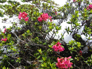 Rododendri fioriti e coperti dalla neve