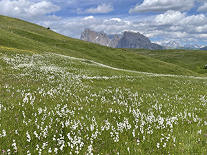 Attorniati da prati con fiori