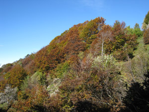 Colori dˈautunno