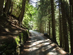 La sterrata nel bosco