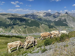 Mucche al pascolo