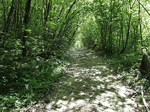 La stradina nel bosco