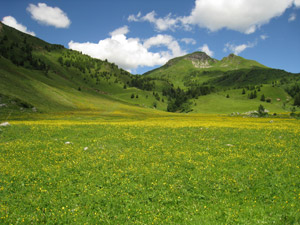 Prati in fiore