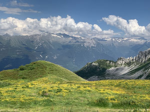 Prati in fiore