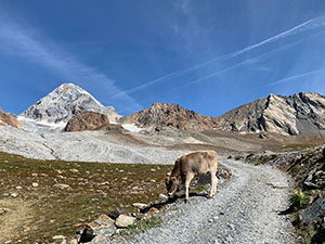 La sterrata dopo il Rifugio Pizzini
