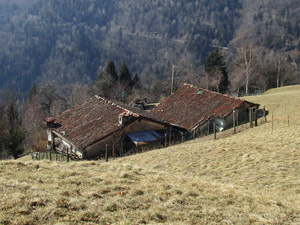 Ponticolo