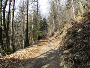La sterrata nel bosco