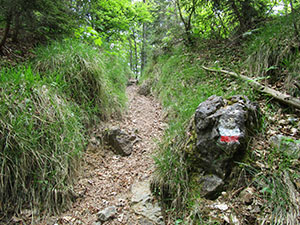 Continuiamo con un sentiero nel bosco