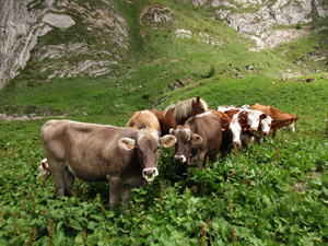 Mucche accanto al bivacco