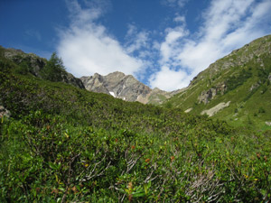 Un mare di rododendri