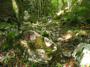 Il sentiero 128 nei boschi della Val Foppone