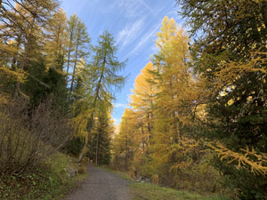 Colori dˈautunno