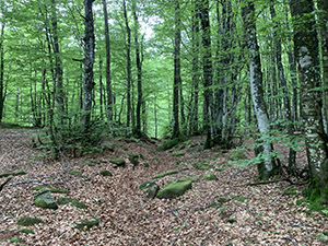Un tratto di sentiero nel bosco