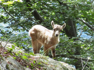 Zoom sul cucciolo