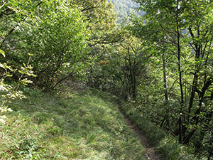 Sentiero nel bosco