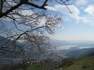 Mandorli in fiore e sullo sfondo il Lago di Annone