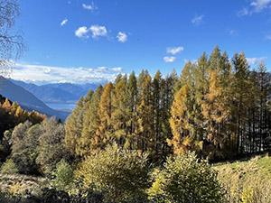 Colori d'autunno