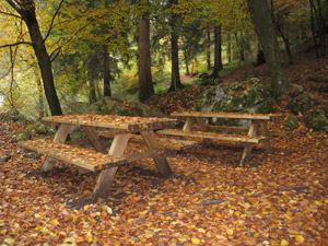 Area di sosta nel bosco