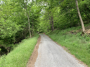 Un tratto di strada nel bosco