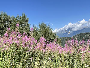 Fioriture di camenerio