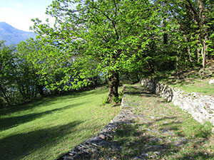Prato a lato della mulattiera