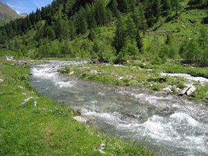 Torrente Antognasco - Alpe Carbonera<