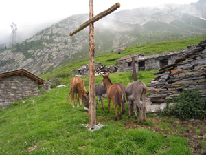 Alpe Forcola