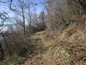 Un tratto di sentiero nel bosco