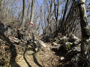 Un tratto di sentiero nel bosco