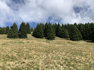 Alberi e radure