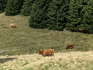 Mucche highlander al pascolo