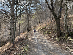 La sterrata nel bosco