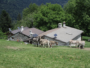 Gruppo di asini presso le Baite Presnega