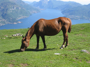 Cavallo al pascolo