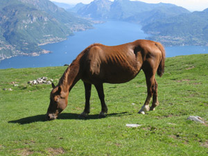 Cavallo al pascolo