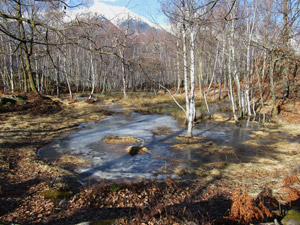 Una pozza tra gli alberi nei pressi del rifugio