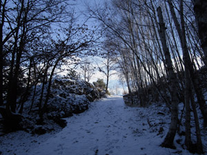 La sterrata nel bosco