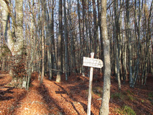 Nel bosco