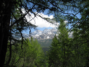 Salendo nel bosco appaiono le tre cime ...