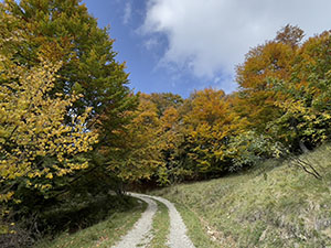 La strada nel bosco