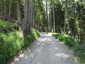 La strada nel bosco