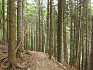 Nella pineta