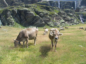 Alpe Fora - Mucche al pascolo