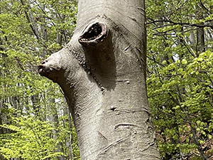 Mondo vegetale o animale ?
