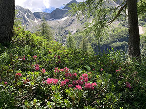 Rododendri in fiore