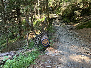 Il sentiero nel bosco prima del lago