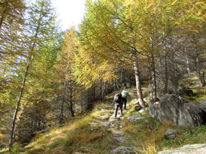 Mulattiera nel bosco